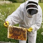 subventii albine programul national apicol 2014