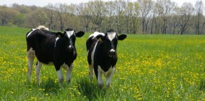 subventii-bovine-2014
