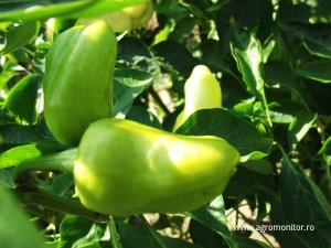 tehnologie-cultivare-ardei
