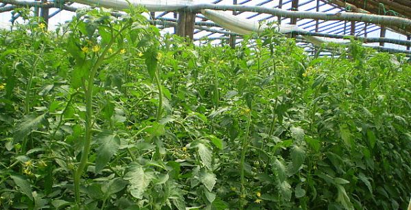 tomate-solar-solarii-spatii-protejate-legume