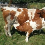 vaca-baltata-romaneasca
